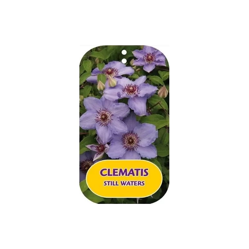 Clematis patens STILL WATERS