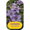 Clematis patens STILL WATERS