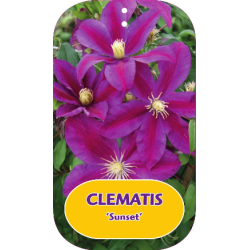 Plačiažiedė raganė - Clematis patens SUNSET