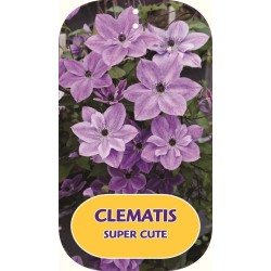 Mėlynžiedė raganė - Clematis viticella SUPER CUTE