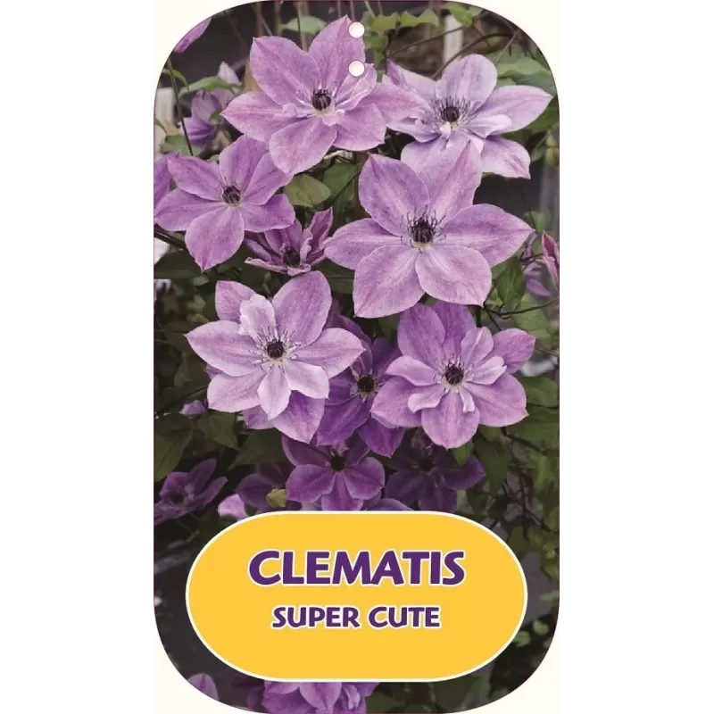 Mėlynžiedė raganė - Clematis viticella SUPER CUTE Mėlynžiedė raganė - Clematis viticella SUPER CUTE