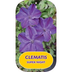 Mėlynžiedė raganė - Clematis viticella SUPER NIGHT