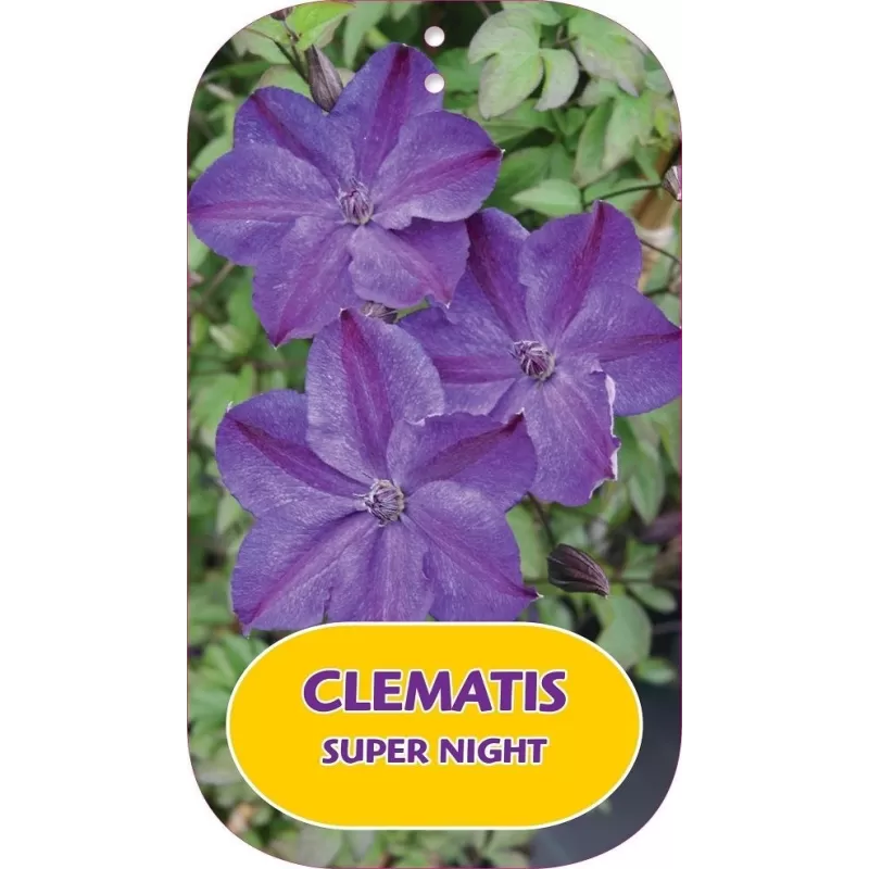 Mėlynžiedė raganė - Clematis viticella SUPER NIGHT