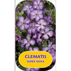 Mėlynžiedė raganė - Clematis viticella SUPER NOVA