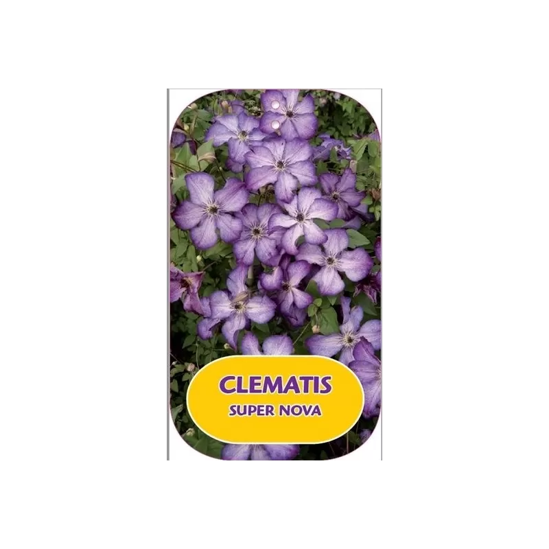 Mėlynžiedė raganė - Clematis viticella SUPER NOVA