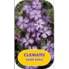 Clematis viticella SUPER NOVA