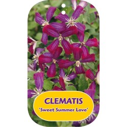 Kvapnioji liepsnotoji raganė - Clematis flammula Sweet Summer Love