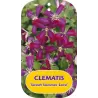 Clematis flammula Sweet Summer Love