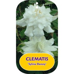 Clematis patens SYLVIA DENNY