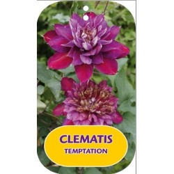 Plačiažiedė raganė - Clematis patens TEMPTATION