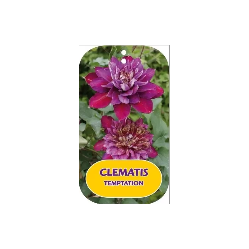 Plačiažiedė raganė - Clematis patens TEMPTATION