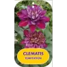 Clematis patens TEMPTATION