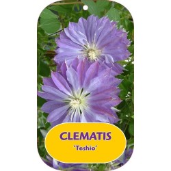 Plačiažiedė raganė - Clematis patens TESHIO