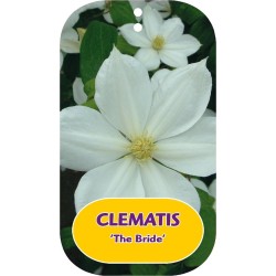 Plačiažiedė raganė - Clematis patens THE BRIDE