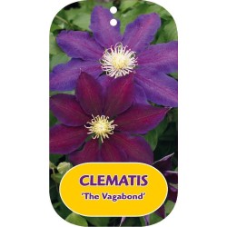 Plačiažiedė raganė - Clematis patens THE VAGABOND