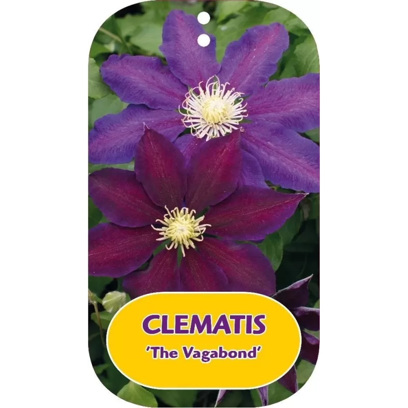 Clematis patens THE VAGABOND
