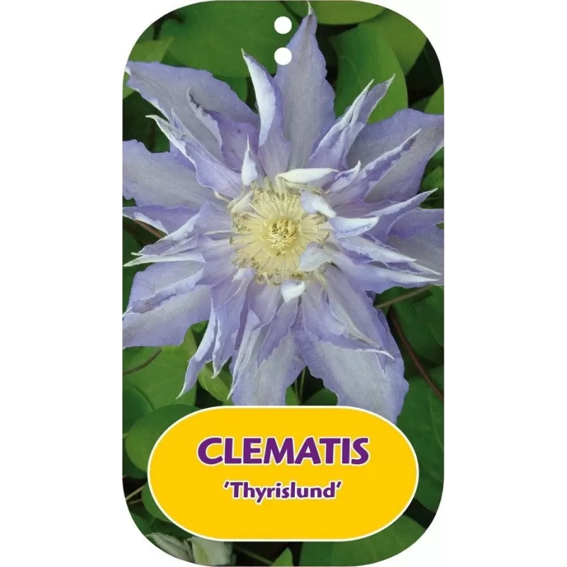 Clematis patens THYRISLUND
