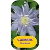 Clematis patens THYRISLUND