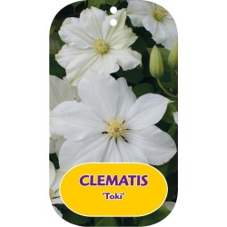 Plačiažiedė raganė - Clematis patens TOKI