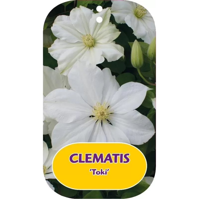 Plačiažiedė raganė - Clematis patens TOKI