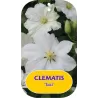Clematis patens TOKI