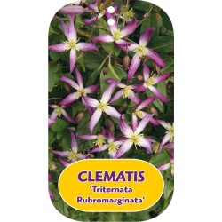 Kvapnioji liepsnotoji raganė - Clematis flammula TRITERNATA RUBROMARGINATA