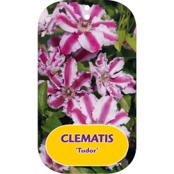 Clematis TUDOR