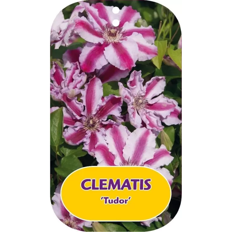 Clematis TUDOR