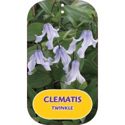 Sveikalapė raganė - Clematis integrifolia TWINKLE