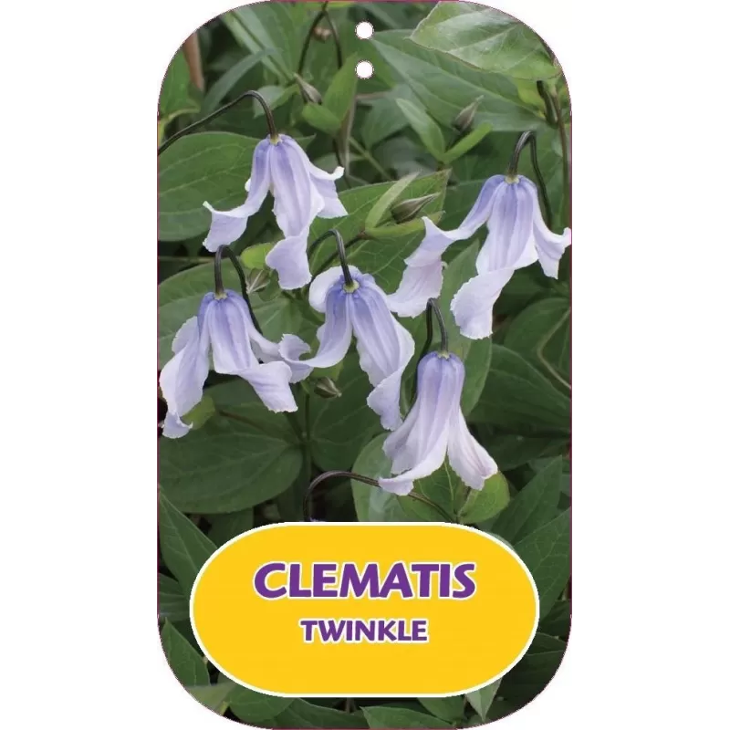 Sveikalapė raganė - Clematis integrifolia TWINKLE