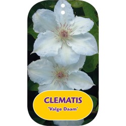 Clematis patens VALGE DAAM