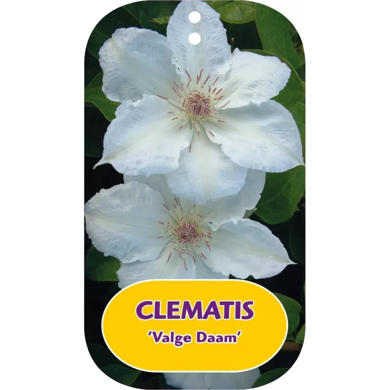 Plačiažiedė raganė - Clematis patens VALGE DAAM
