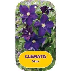 Puošnioji raganė - Clematis jackmanii VIOLA