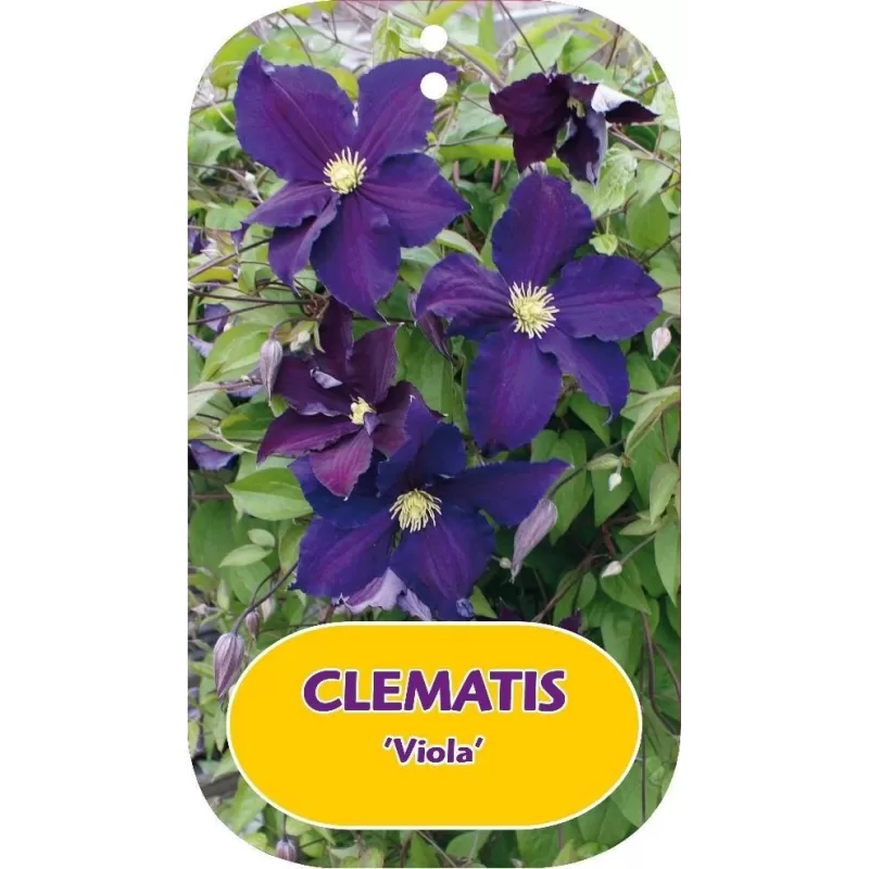 Puošnioji raganė - Clematis jackmanii VIOLA