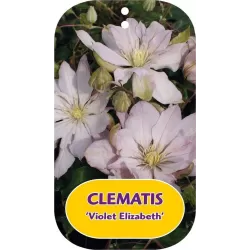 Clematis patens VIOLET ELIZABETH