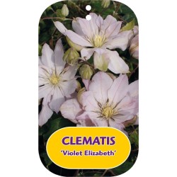 Plačiažiedė raganė - Clematis patens VIOLET ELIZABETH