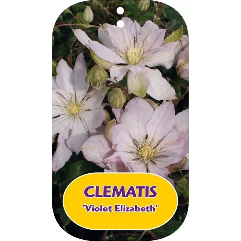 Plačiažiedė raganė - Clematis patens VIOLET ELIZABETH