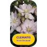 Plačiažiedė raganė - Clematis patens VIOLET ELIZABETH