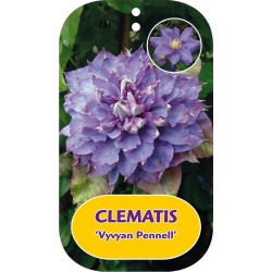 Plačiažiedė raganė - Clematis patens VYVYAN PENNELL
