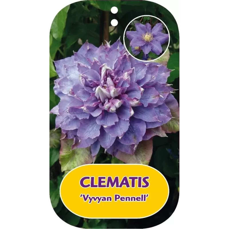 Clematis patens VYVYAN PENNELL