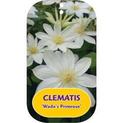 Plačiažiedė raganė - Clematis patens WADAS PRIMROSE