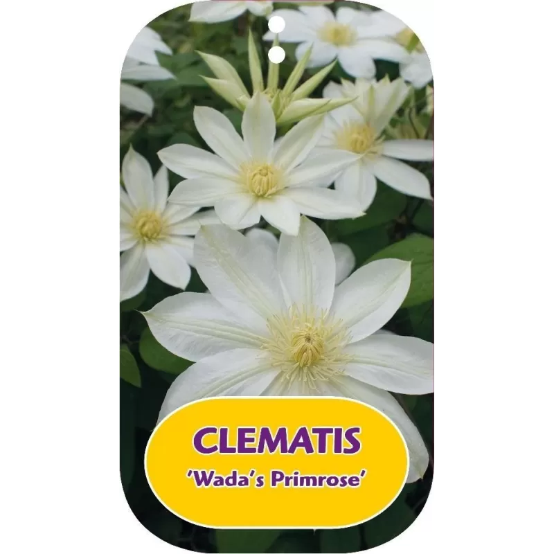 Clematis patens WADAS PRIMROSE