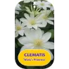 Clematis patens WADAS PRIMROSE