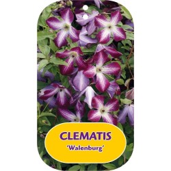 Mėlynžiedė raganė - Clematis viticella WALENBUR
