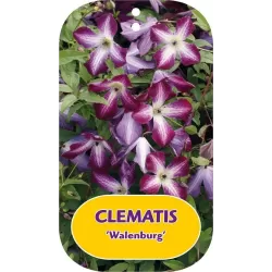 Mėlynžiedė raganė - Clematis Viticella grp rubra