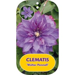Plačiažiedė raganė - Clematis patens WALTER PENNELL