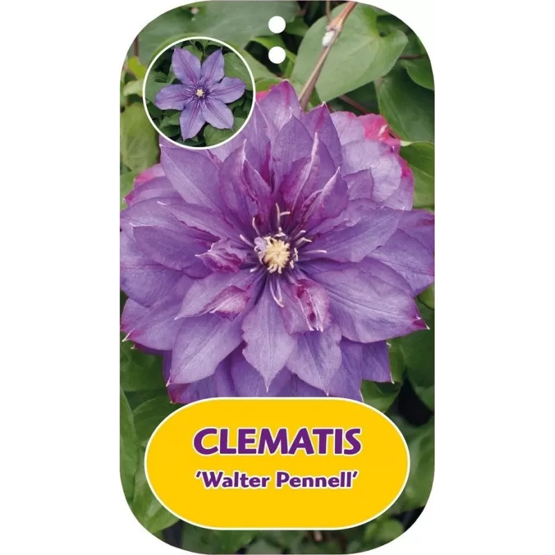 Clematis patens WALTER PENNELL