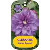 Plačiažiedė raganė - Clematis patens WALTER PENNELL
