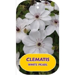Clematis patens  WHITE PEARL