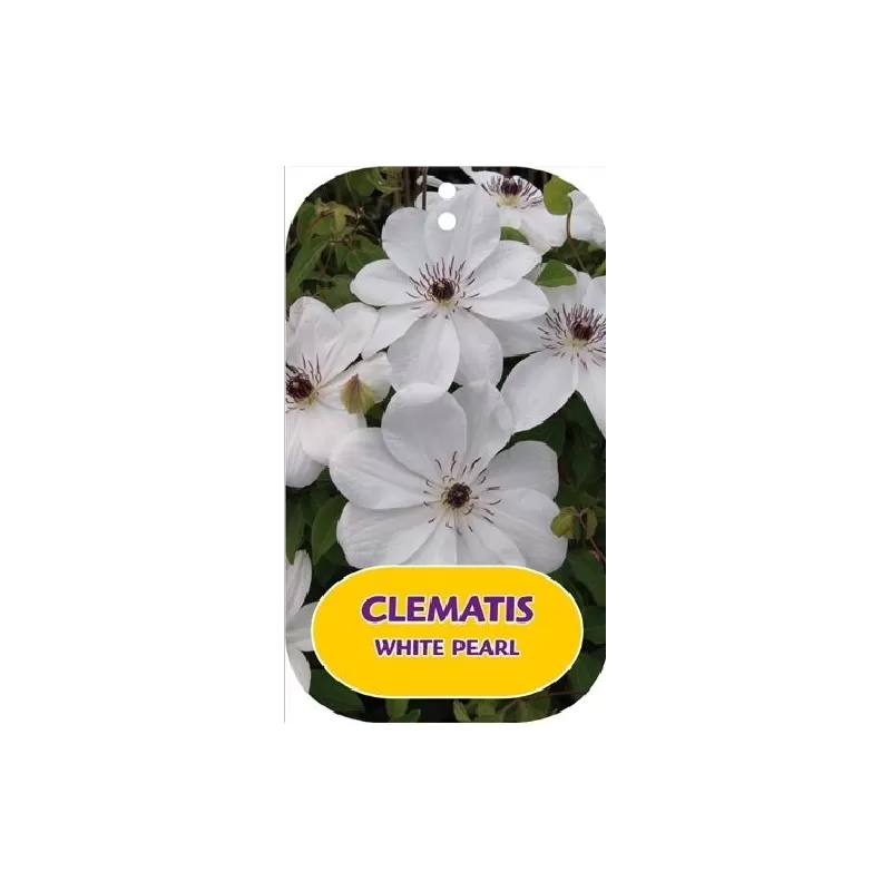 Plačiažiedė raganė - Clematis patens WHITE PEARL